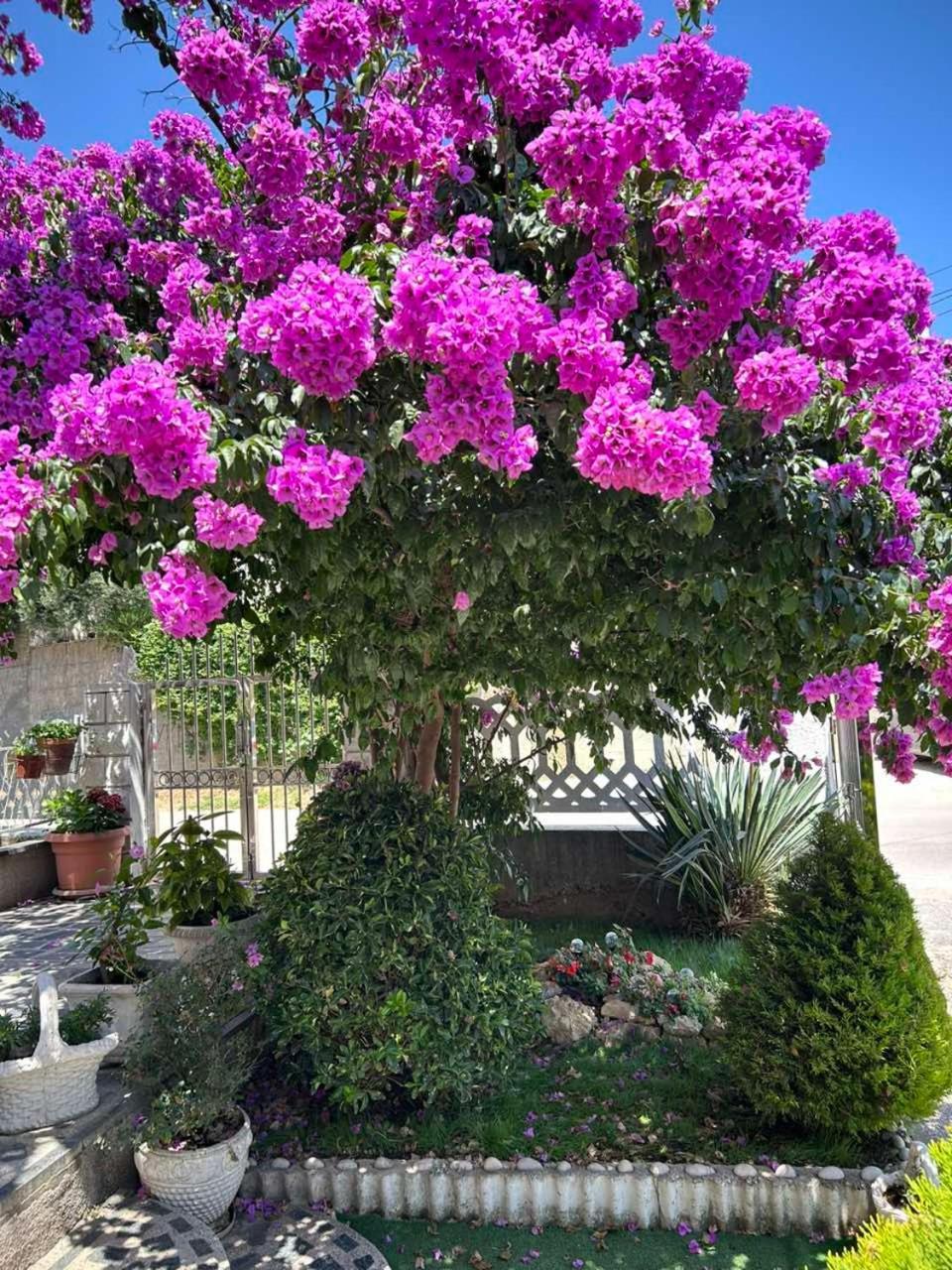 Apartmani Andrijana Ulcinj Esterno foto